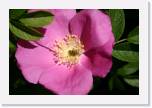 Flowers 048